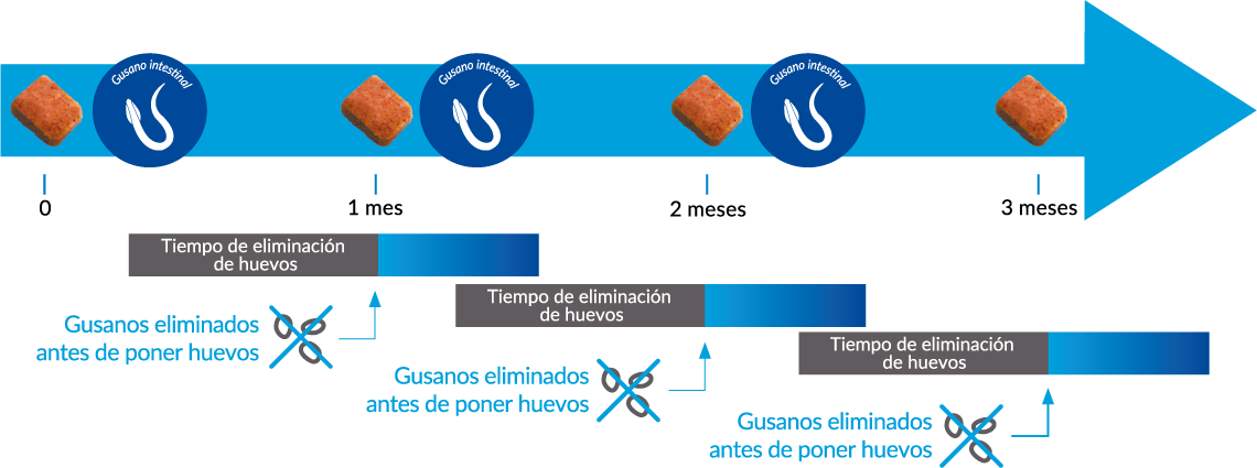 Tiempo de eliminación de parásitos