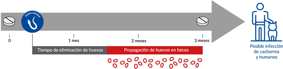 Infección de cachorros y humanos