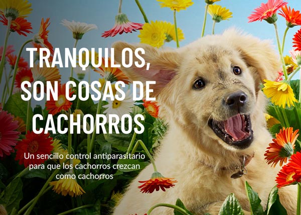 Cachorro entre flores