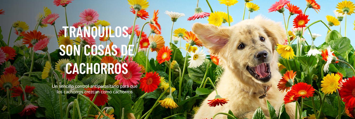 Perro saltando entre flores para ordenador