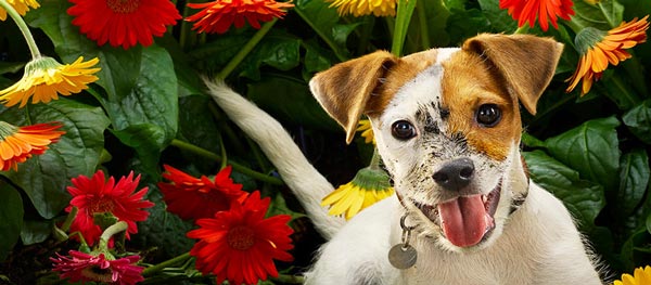 Perro de frente entre flores