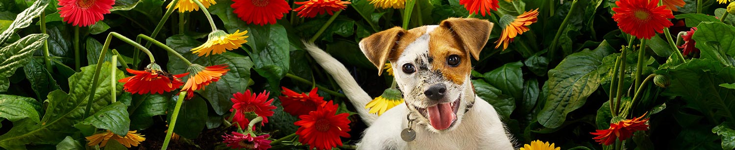 Cachorro blanco entre flores