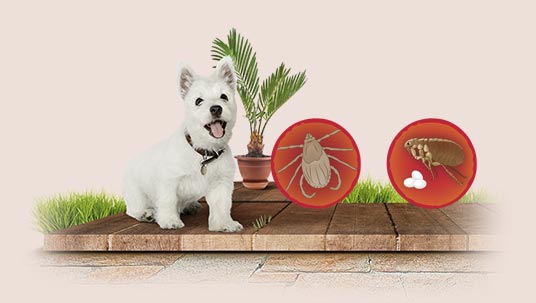 Garrapatas y pulgas en cachorros