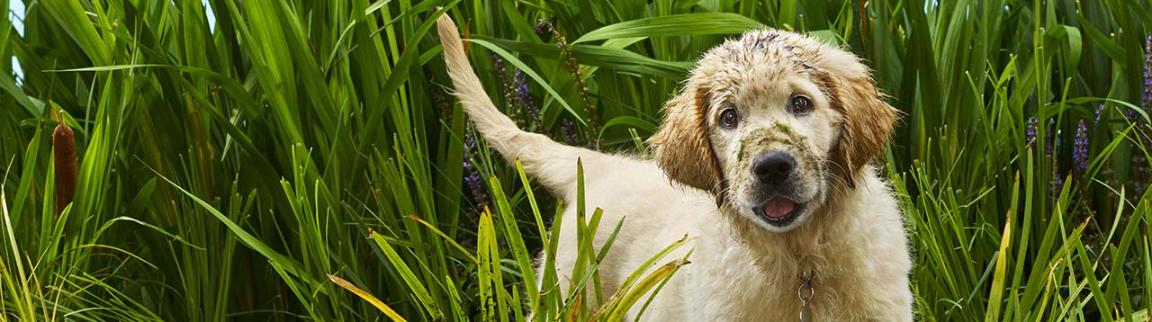 Etapas de crecimiento de los cachorros