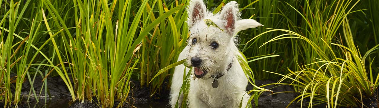 Etapas de crecimiento de los cachorros