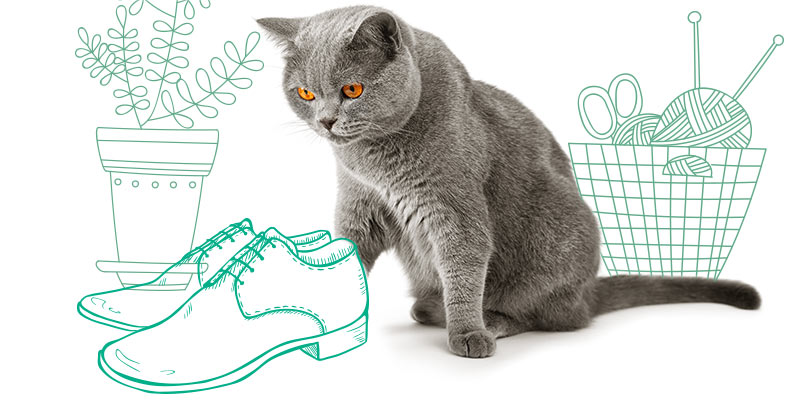 parasitos de gatos en zapatos