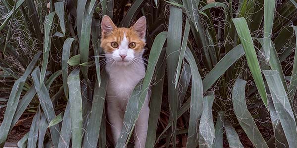 parasitos de gatos en plantas