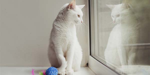 Parásitos de gatos en ventanas, balcones y terrazas