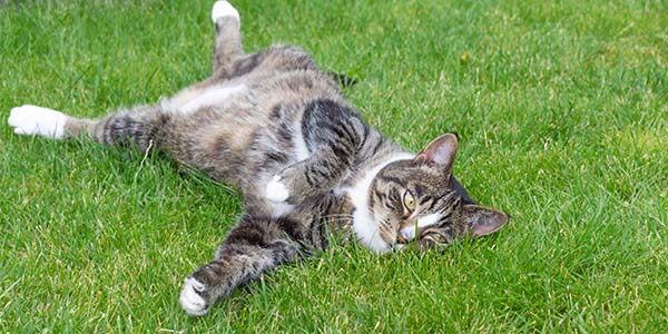 parasitos de gatos en calle y parque