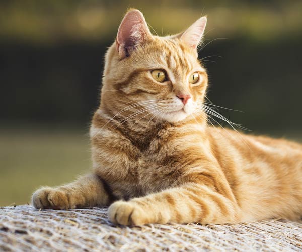Desparasitación para gatos