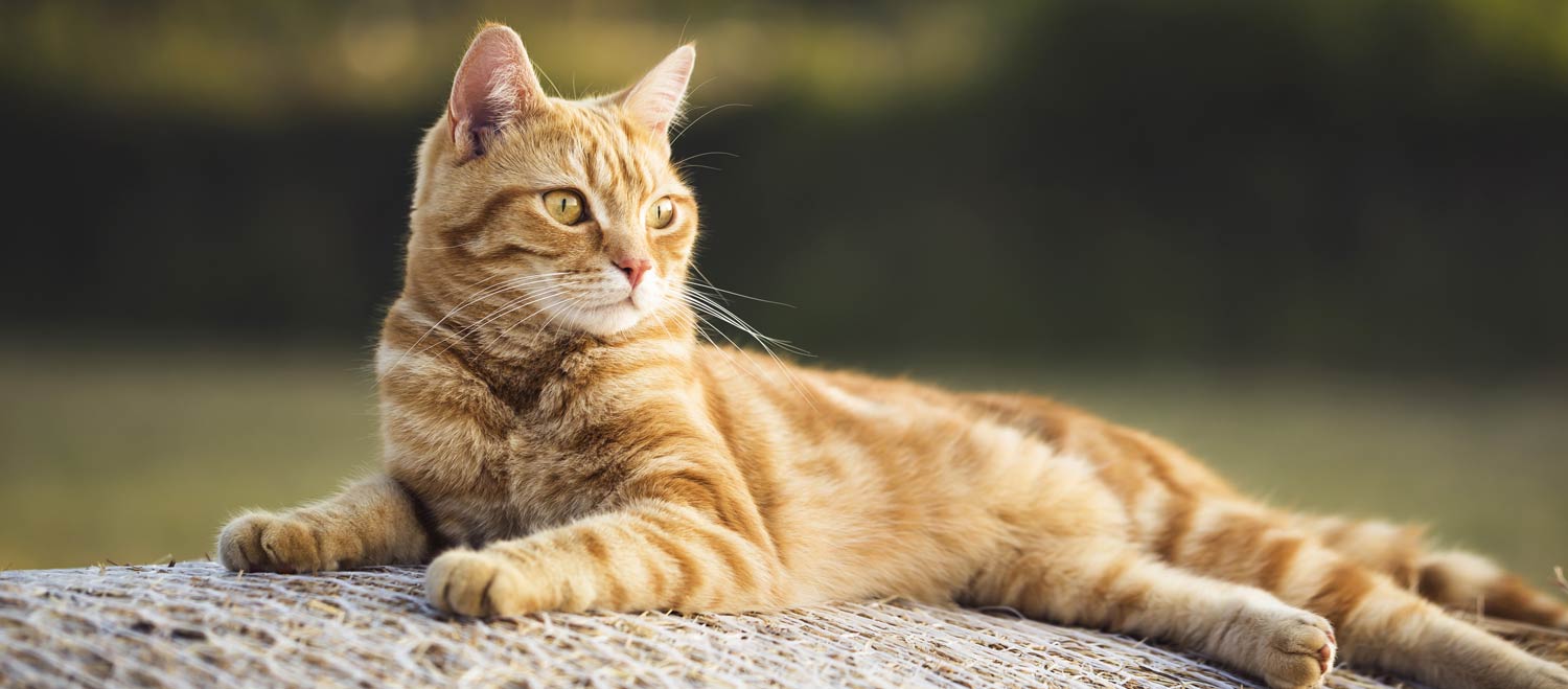 Desparasitación para gatos