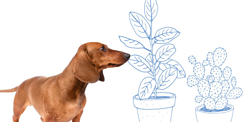 parasitos de perros en plantas