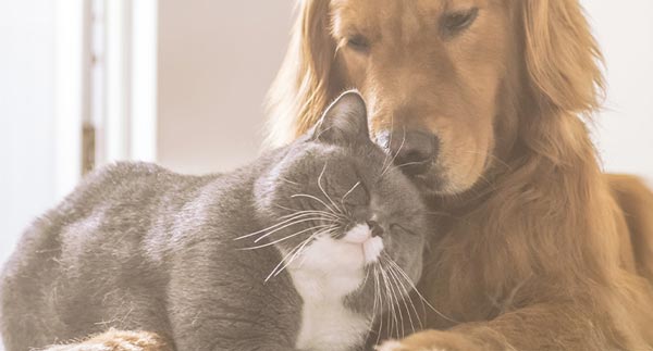 Desparasitación perros y gatos