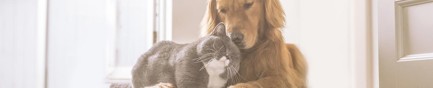 Desparasitación perros y gatos