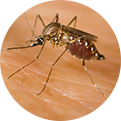 Mosquito de la familia Culicidae