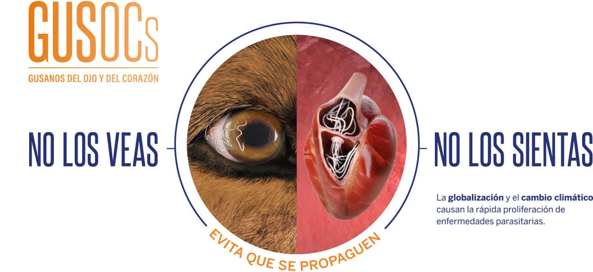 Gusocs, no los veas, no los sientas