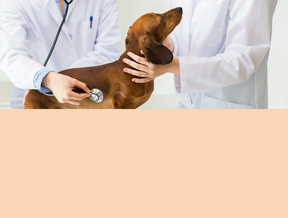 Notifica un nuevo caso de Gusocs a tu veterinario de confianza